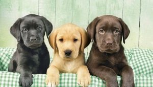 Labrador color variations