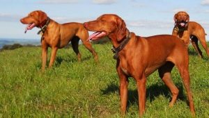 Hungarian squeezed: breed description, species and cultivation