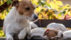 Dog age by human standards