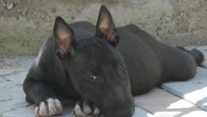 All About Black Bull Terriers