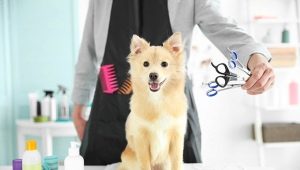All about dog grooming