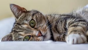 All about cats: description, types and contents