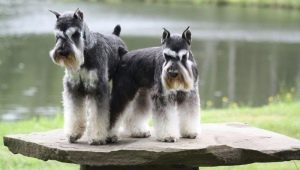 All About Miniature Schnauzer Sizes