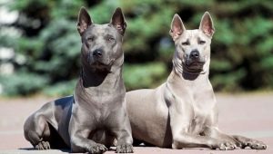 All about Thai Ridgebacks