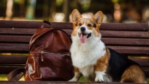 All about welsh corgi pembroke