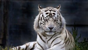 1950 - the year of which animal and what is it characterized by?