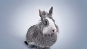 1951 - the year of which animal and what are its features?