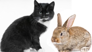 1963 - the year of which animal and what are its characteristics?