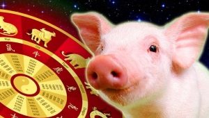 1971 - the year of which animal and what does it mean?