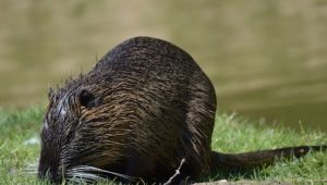 1972 - the year of which animal and what does it mean?