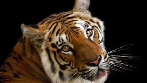 1986 - the year of which animal and what is characteristic of it?