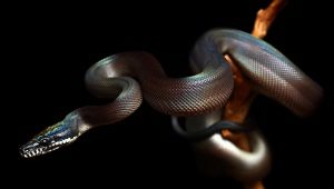 2001 is the year of which animal and what does it mean?