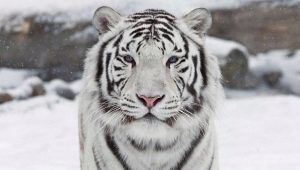 2010 is the year of which animal and how is it characteristic?