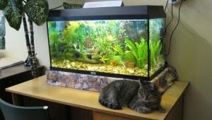 Aquarium 60 liters: size, design and selection of fish