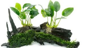Anubias aquarium plant: species, content and breeding