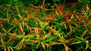 Aquarium plant ludwigia: types, maintenance and care