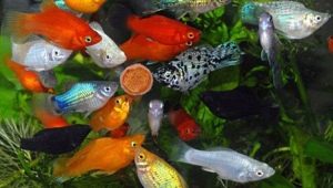 Aquarium fish of mollinsia: varieties, selection, care, reproduction