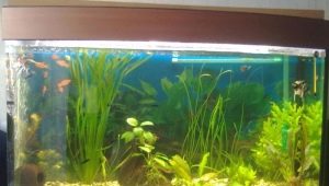 Aquariums of 50 liters: size, number of fish and their choice