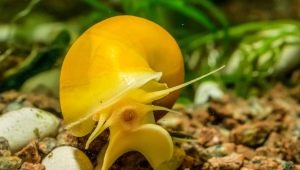 Ampularia: types, features of keeping and breeding