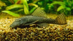 Antcistrus vulgaris: description, features of keeping and breeding