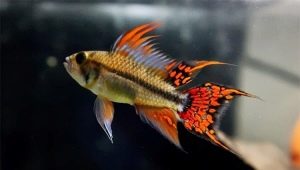 Cockatoo apistogram: varieties and content tips