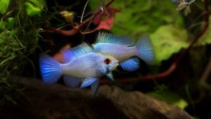 Apistogram ramirezi electric blue: maintenance, breeding and care