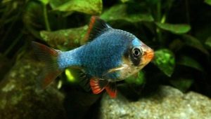 Mossy barbus: description, content and breeding