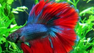 How and how to feed a cockerel fish?