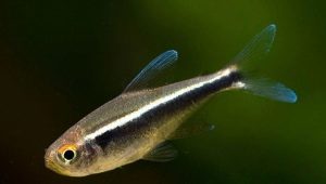 Black neon: description, content and breeding