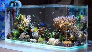 Decor for an aquarium: types and applications