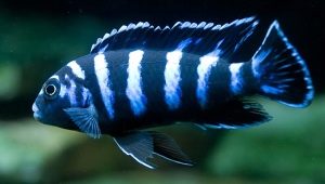 Demasoni: description, care and reproduction