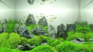 100 L Aquarium Design