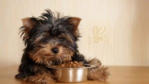 Hypoallergenic small dog breeds