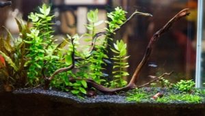 Primer for aquarium plants: types, selection and application