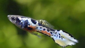 Guppy Endler: types, maintenance and care