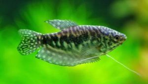 Gurami: description, types and care