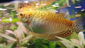Golden gourami: what does it look like and how to care for it?