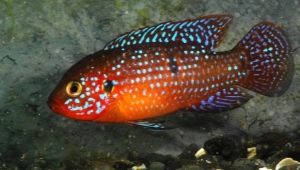 Chromis-handsome: features, content and compatibility