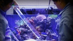 How and with what to sanitize an aquarium?