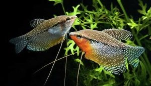 How to distinguish female gourami from male?