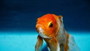 How to distinguish a female goldfish from a male?