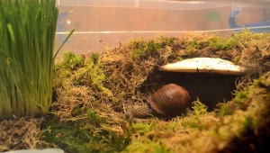 How to choose and equip a terrarium for Achatina snails?