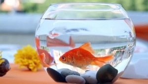 What kind of fish and how long can they live without oxygen and a filter?