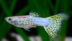 What should be the temperature of the guppy water in the aquarium and how to maintain it?