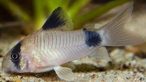 Corridoras panda: description and features of the content