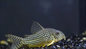 Corrido sterba: keeping, breeding and care