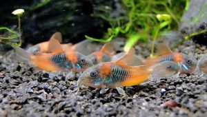 Corridoras Venezuela: breeding and keeping catfish
