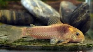 Corridors: species, keeping, feeding and breeding