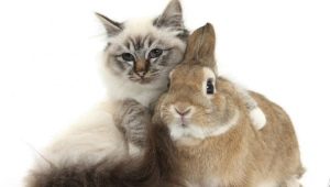 Male Cats (Rabbits): characteristics and compatibility