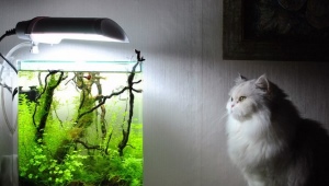 Nano-aquariums: varieties, selection and design